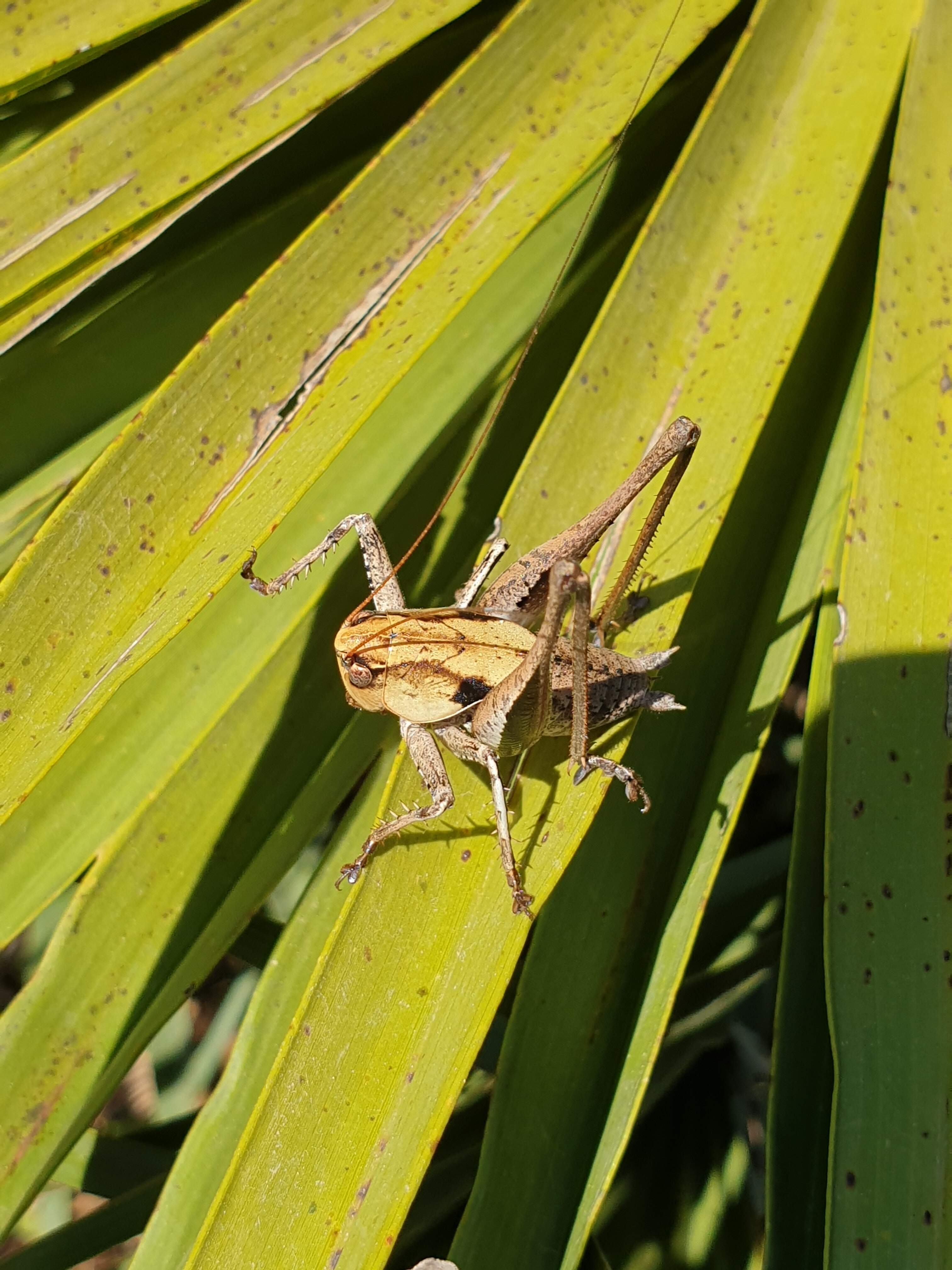 ortoptero Tettigonido Thyreonotu.jpg