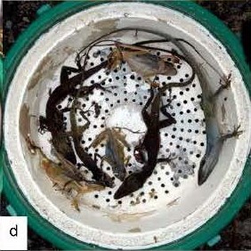 S. sapygaeformis frogs a.jpg