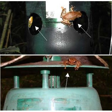 S. sapygaeformis frogs.jpg