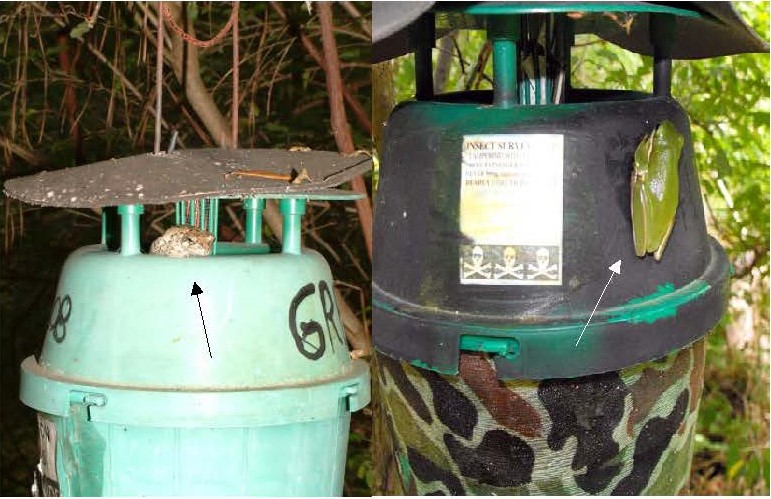 S. sapygaeformis frogs c.jpg