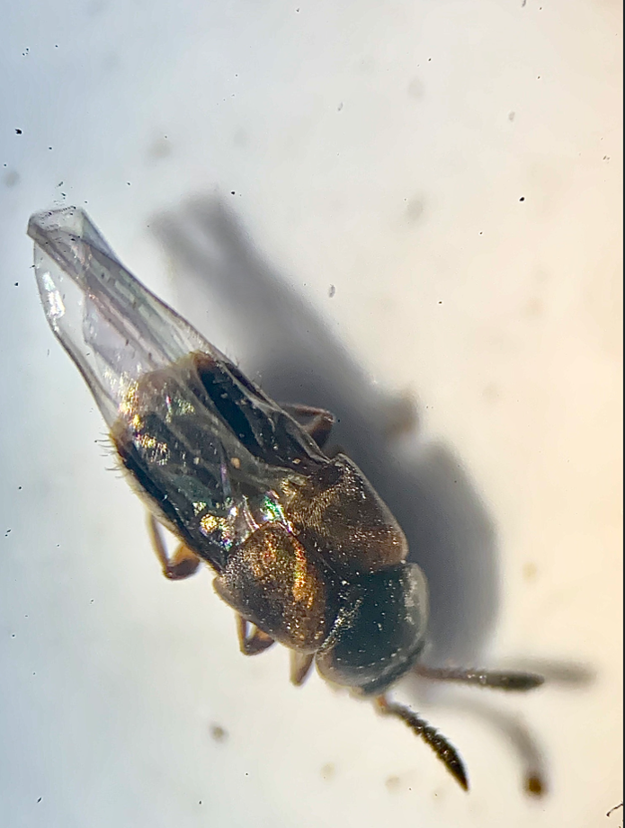 Staphylinidae