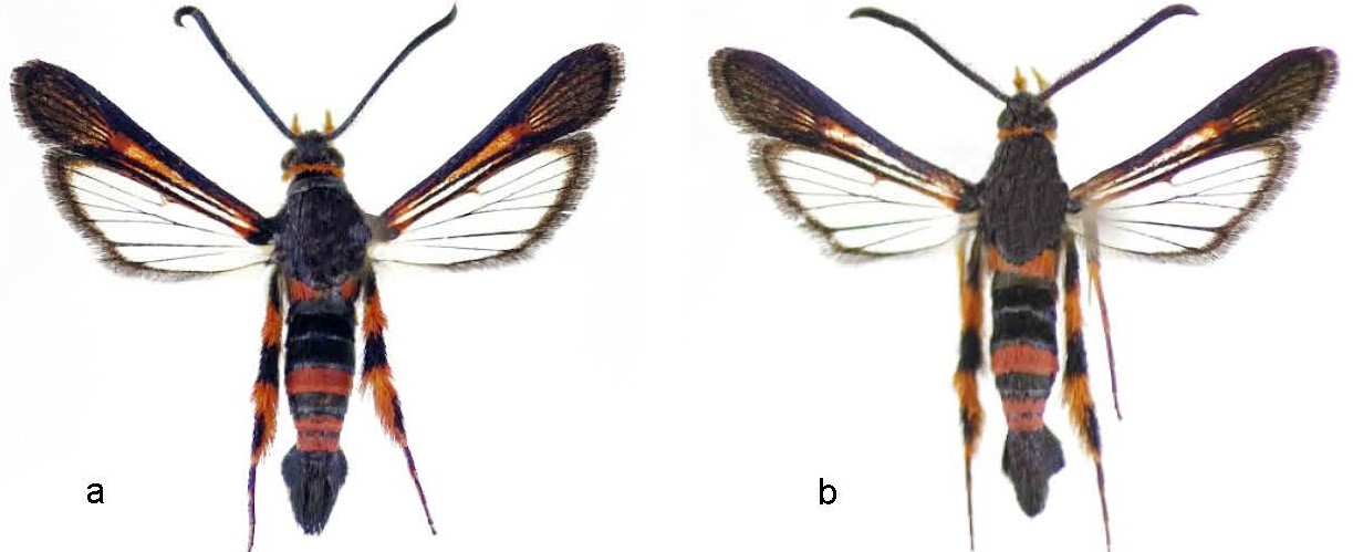 S. sapygaeformis -- Fig. 1..jpg