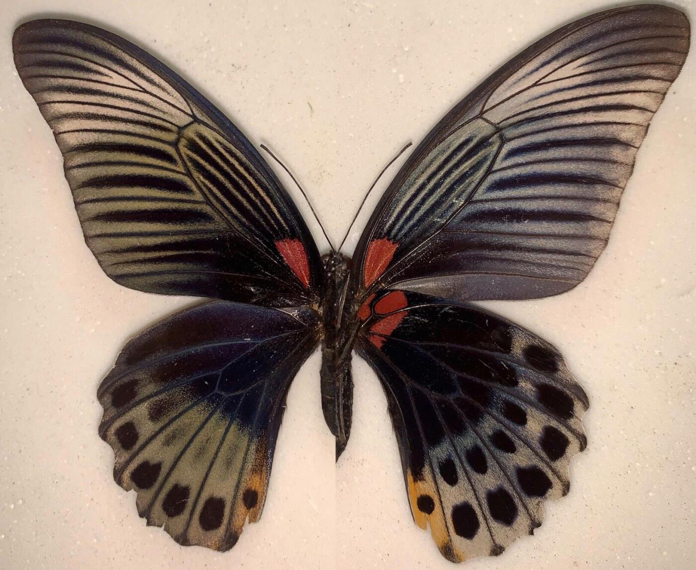 Papilio memnon F.jpg