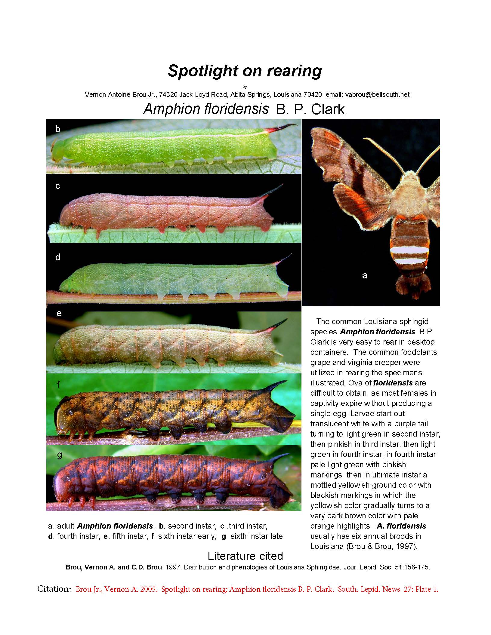 2005. 118. Spotlight on rearing, Amphion floridensis B. P. Clark..jpg