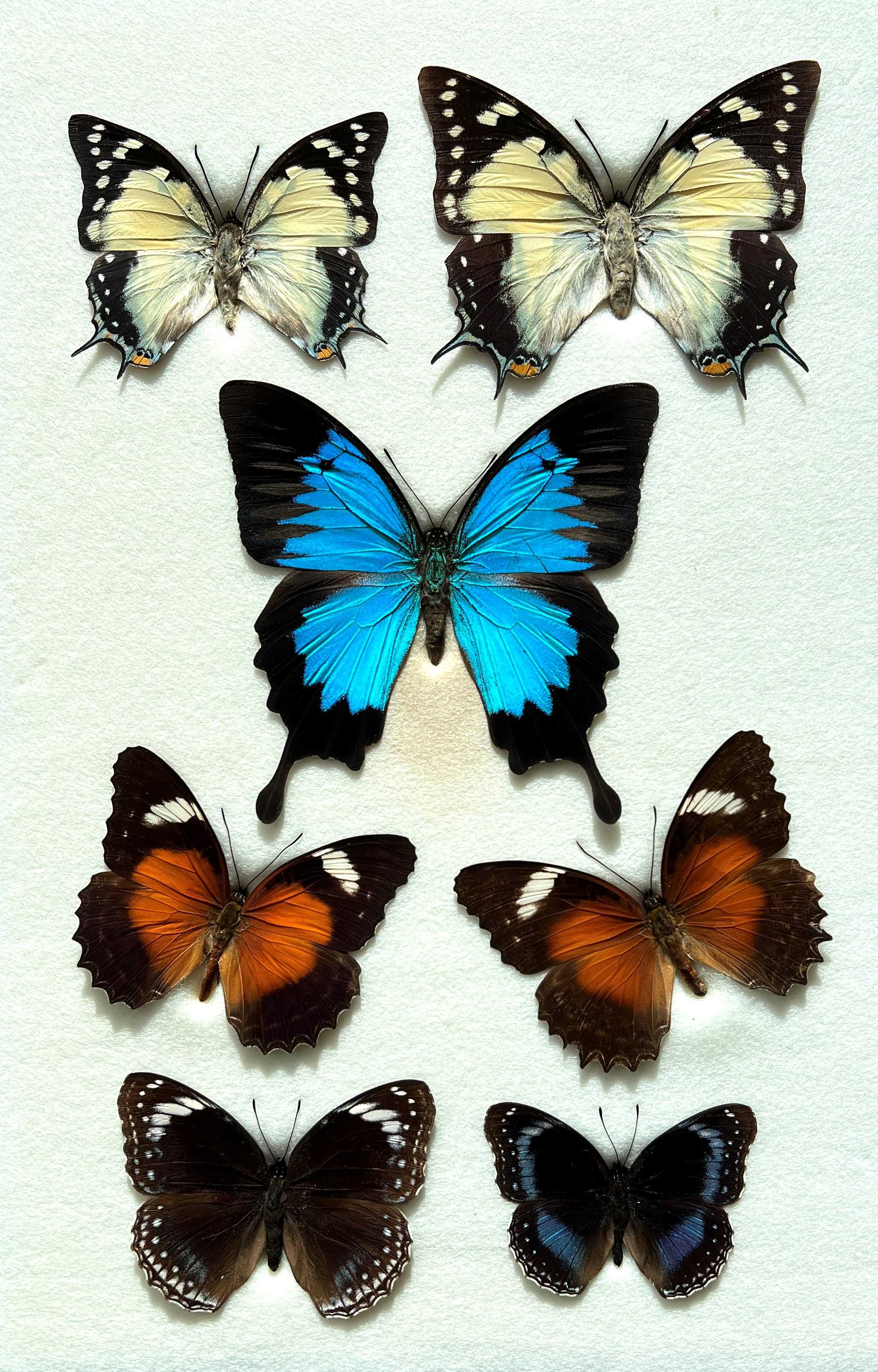 AustralianButterflies.jpg