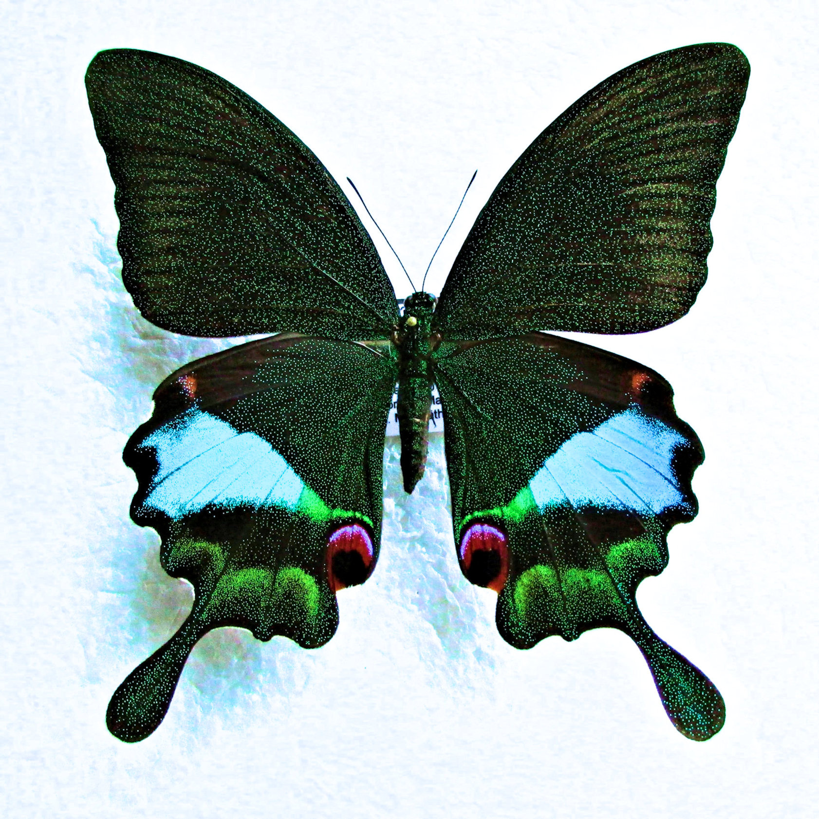 Papilio karna carnatus female.JPG