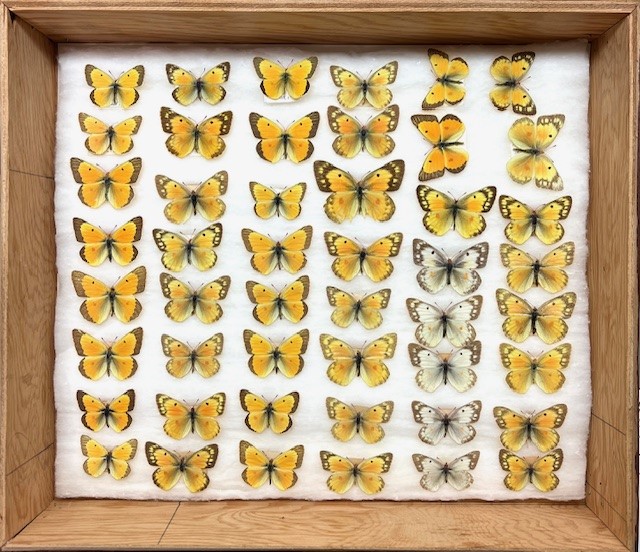 Butterflies1.jpg