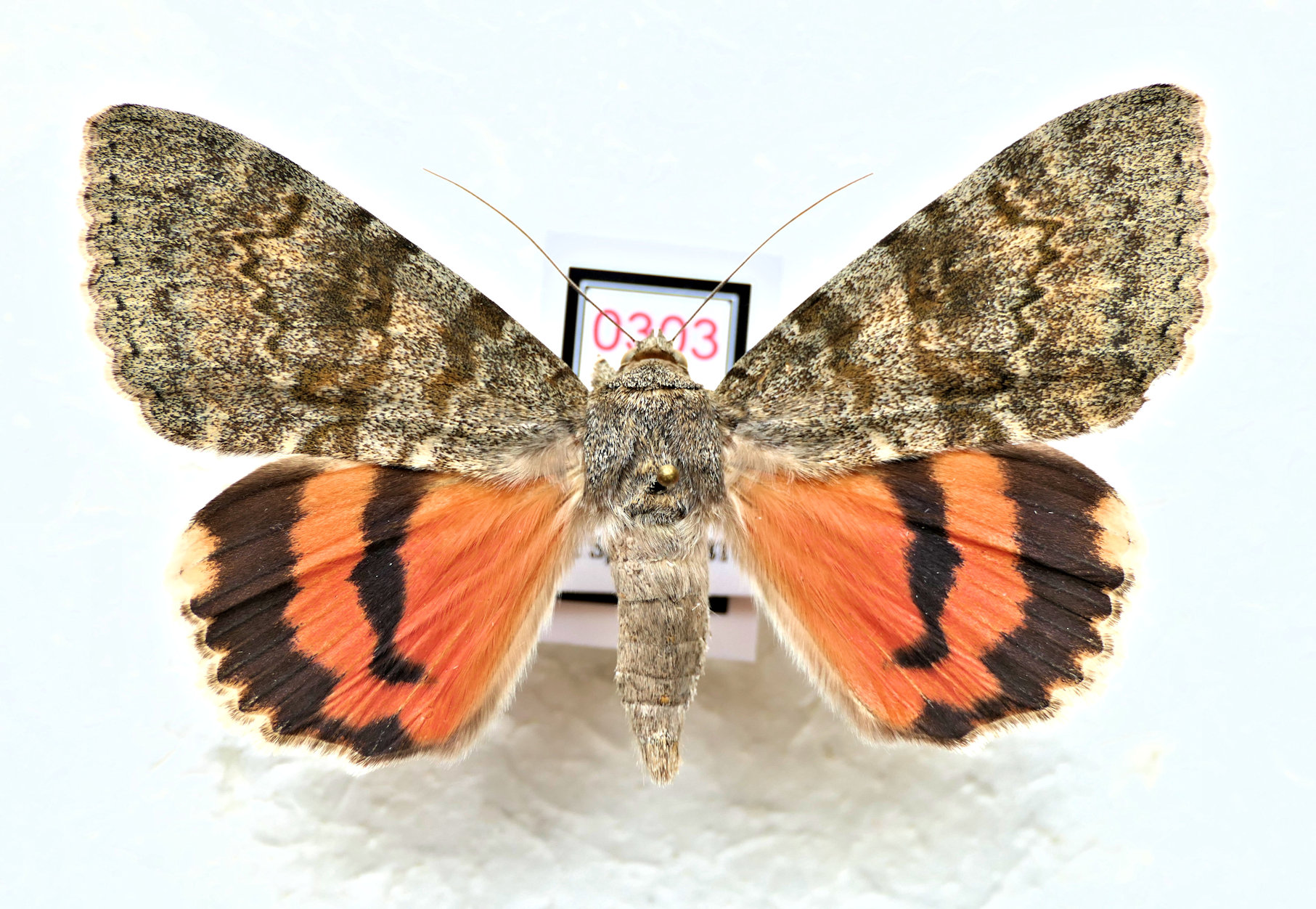 Catocala afghana.JPG