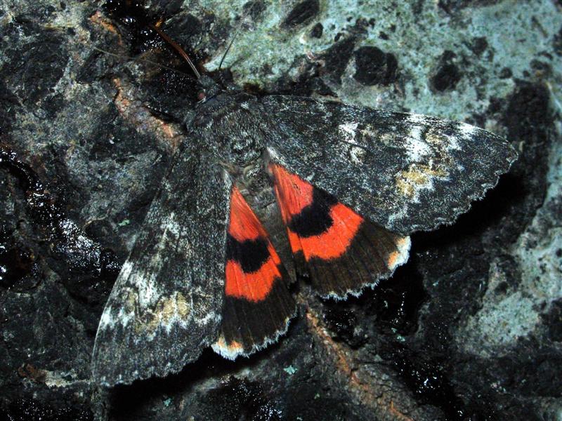 C. briseis on sugar bait; 19 Aug, '07 - Bjorkdale, SK.; Closeup. (Medium) (2).JPG