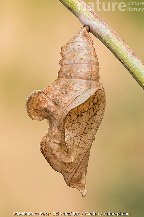 Limenitis reducta.jpg