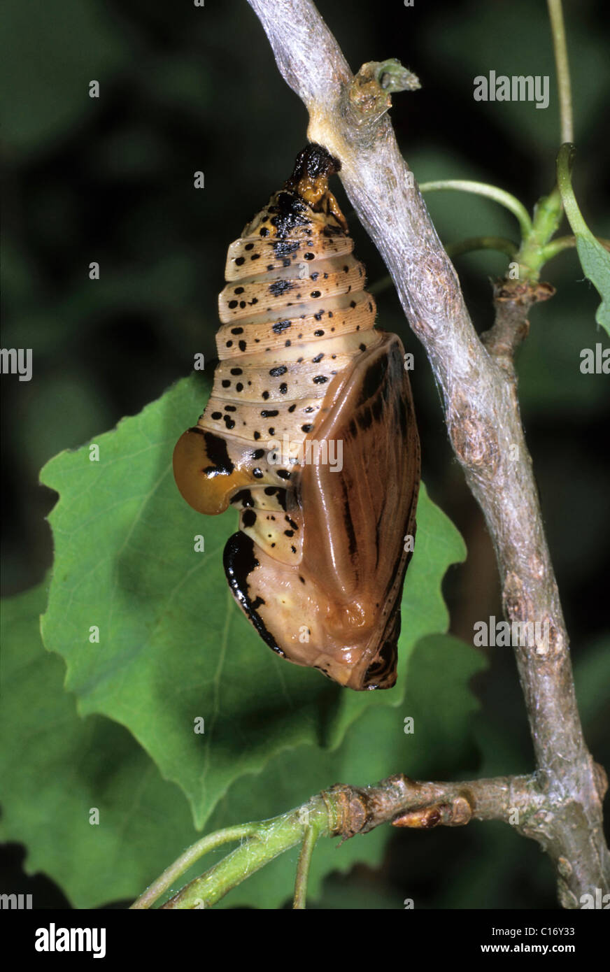 Limenitis populi.jpg