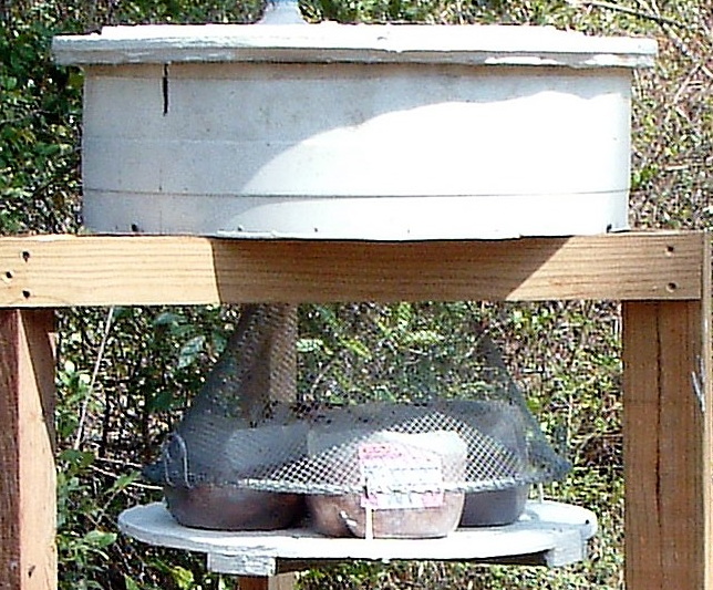 Bait trap with collection chamber close.jpg