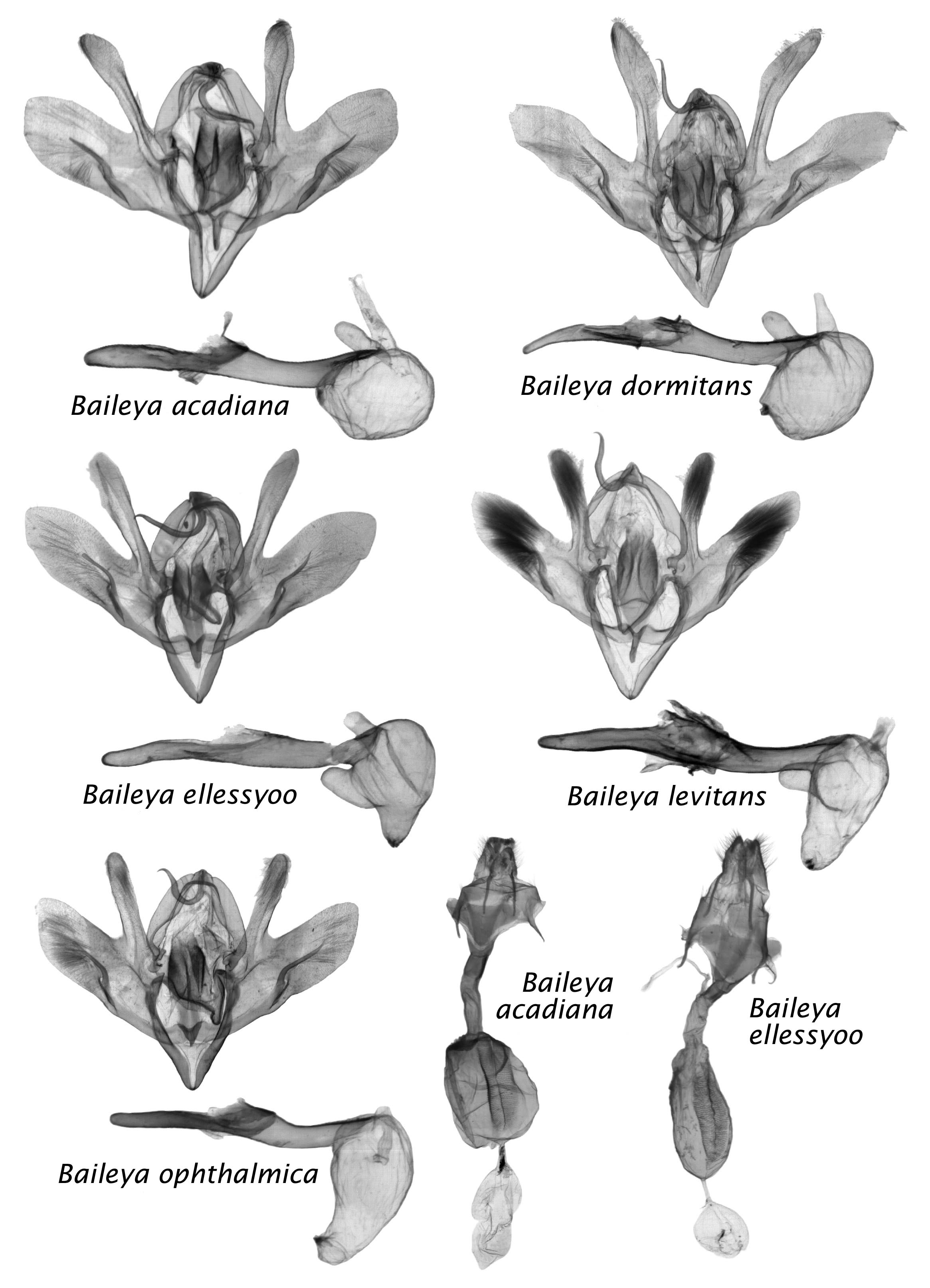 Baileya plate 9-03.JPG