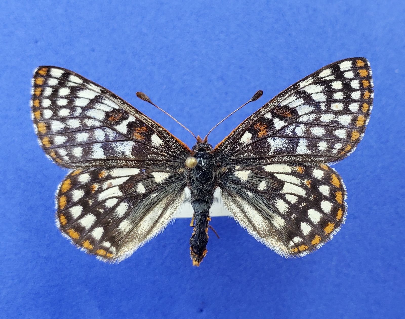 Checkerspot Unknown Dorsal.jpg