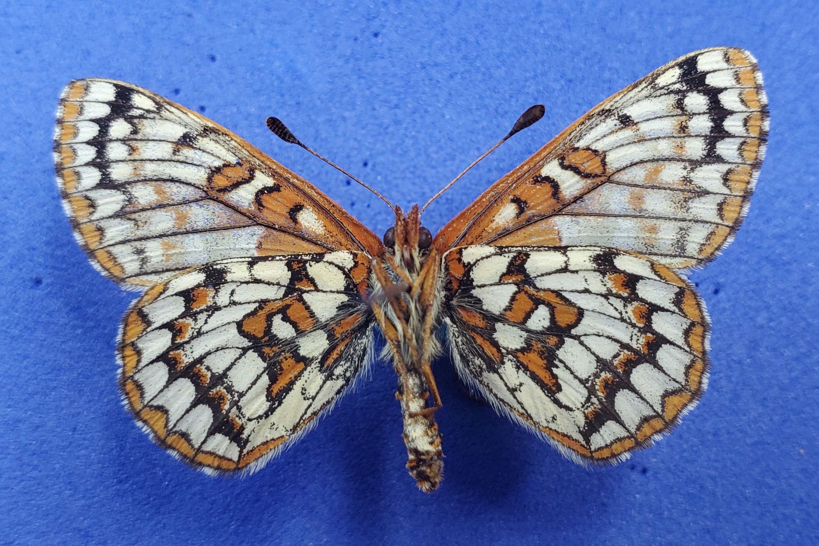 Checkerspot Unknown Ventral.jpg