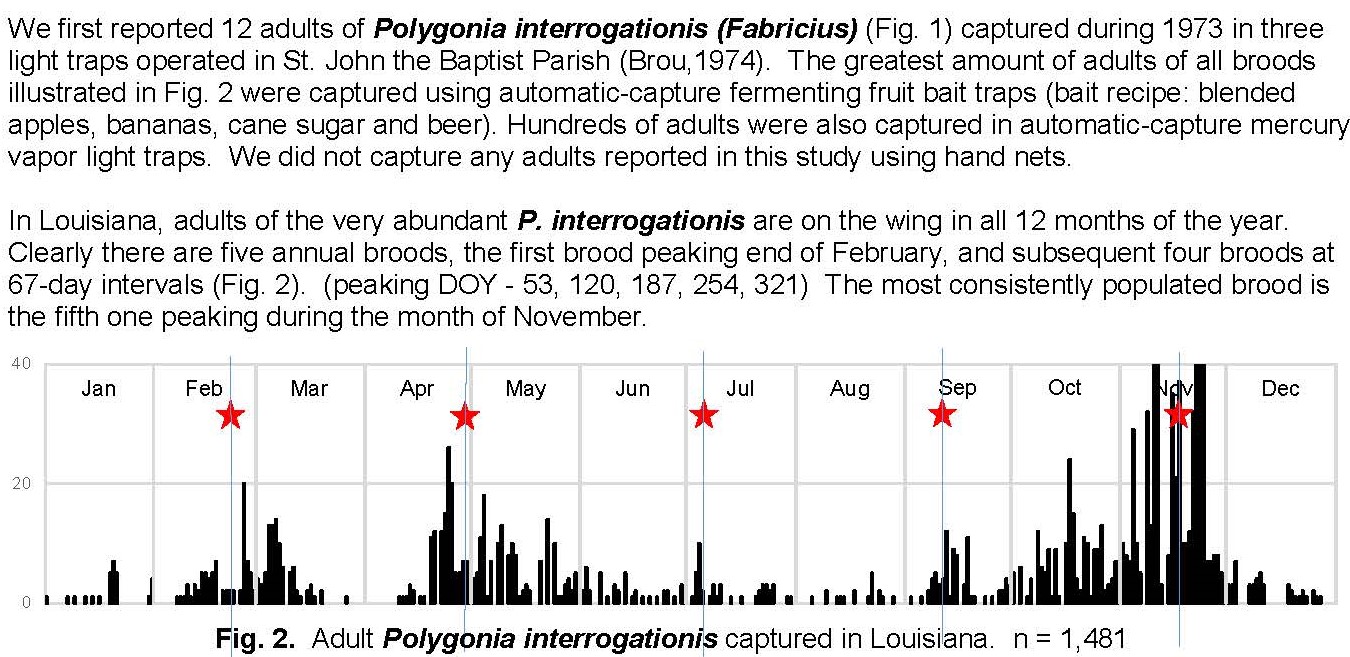 Polygonia interrogationis (Fabricius, 1798) (Lepidoptera, Nymphalidae) in Louisiana 3-2-2024_phenogram.jpg