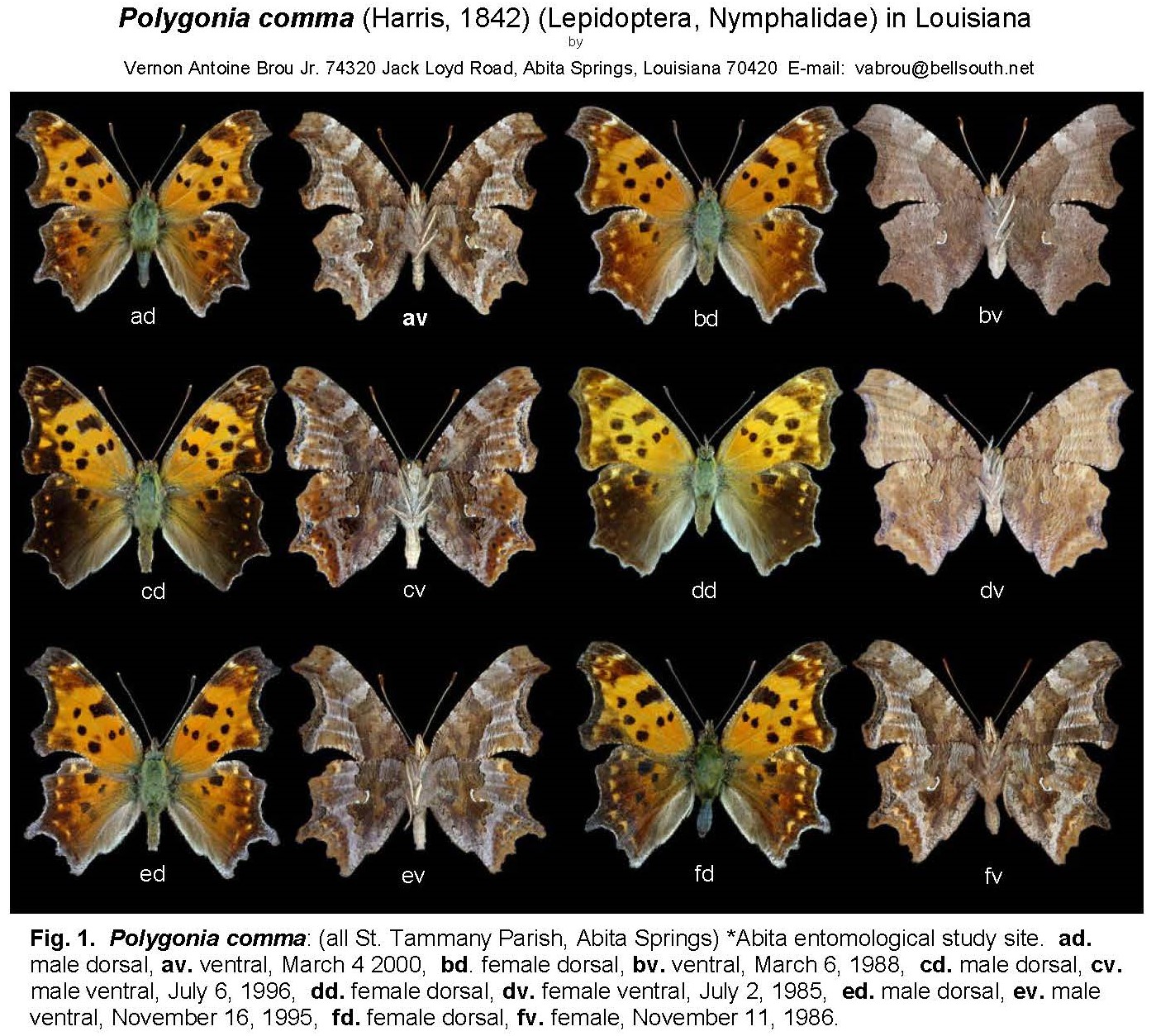 Polygonia comma (Harris, 1842) (Lepidoptera, Nymphalidae) in Louisiana Master extra_Page_1cro.jpg