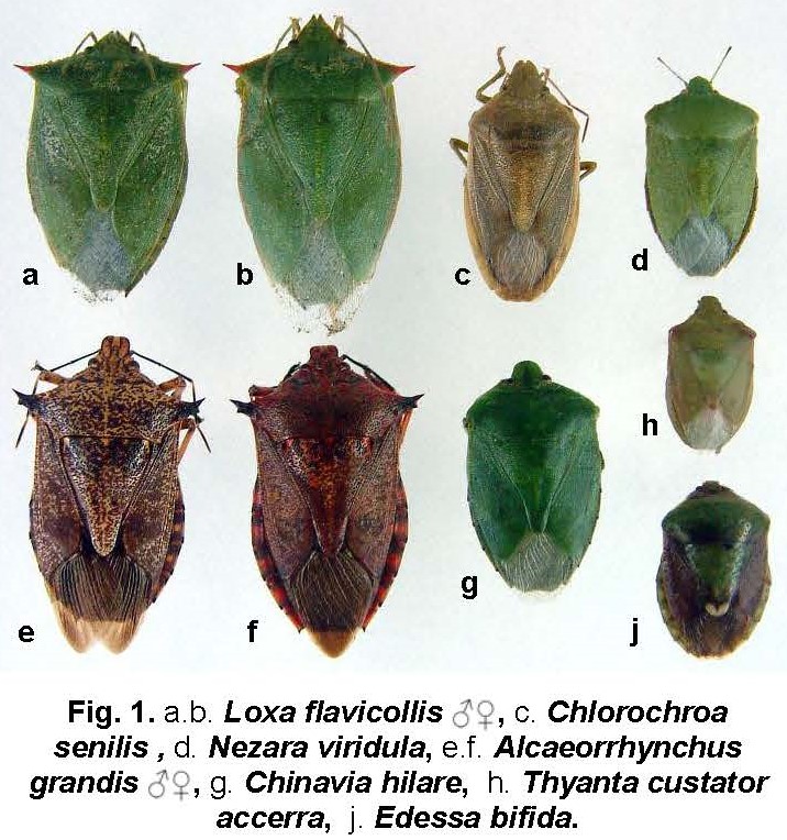 Loxa flavicollis (Drury, 1773) (Hemiptera, Pentatomidae) a new invasive stink bug in Louisiana   for jpg.jpg