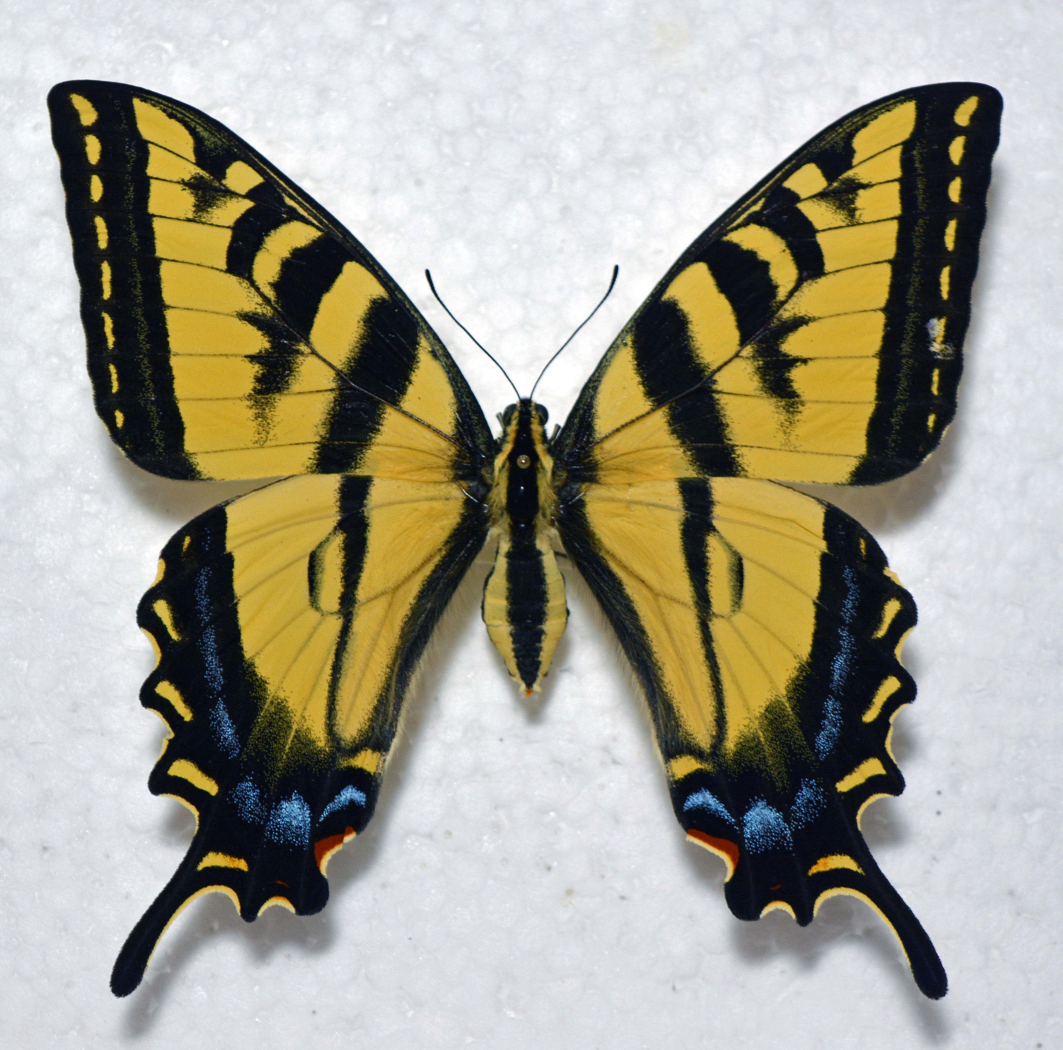Papilio rutulus. 100 mm. IN.jpg