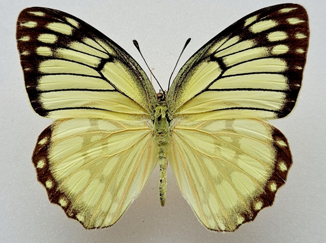 Screenshot_20220606-172733_Gallery.jpg