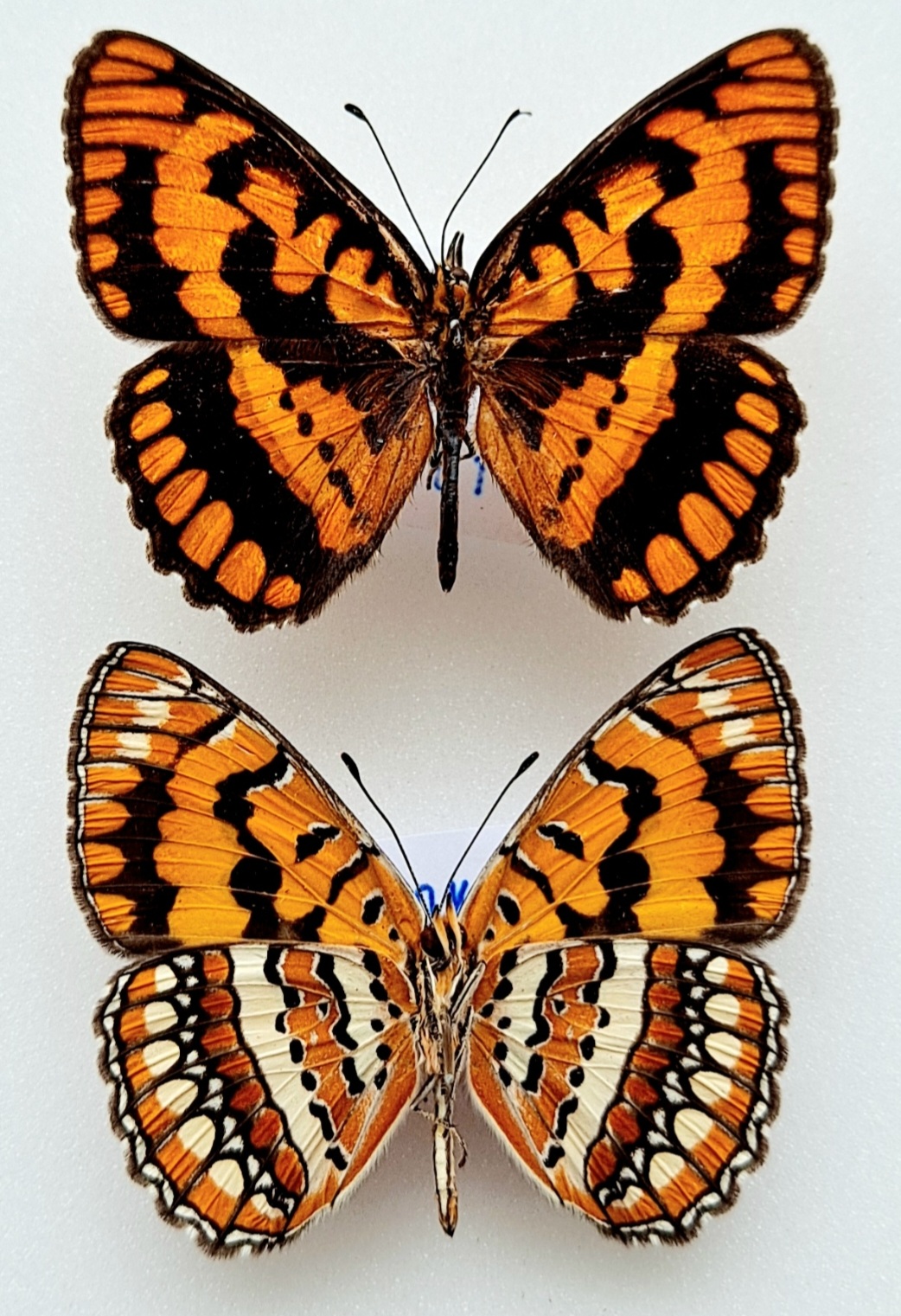 Screenshot_20220606-172656_Gallery.jpg