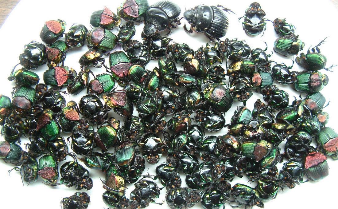 Dung beetles, Abita Springs, Louisiana, USA.jpg