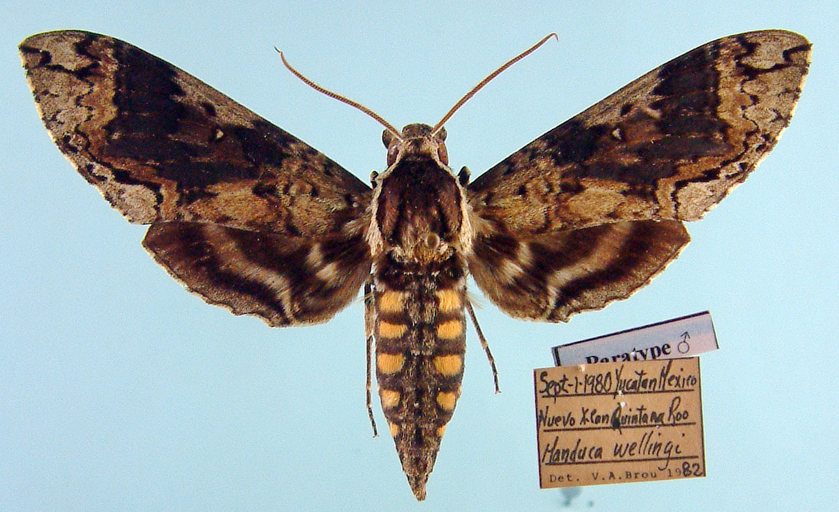 Manduca wellingi male PARATYPE -Quintana Roo, Mexico.jpg