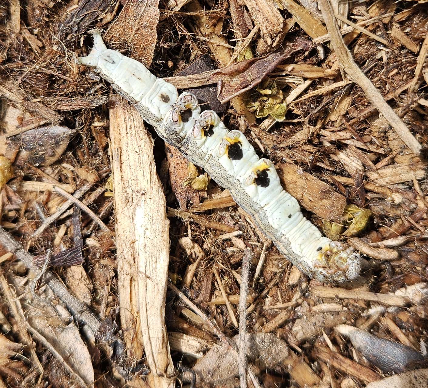 caterpillarbottom.jpg