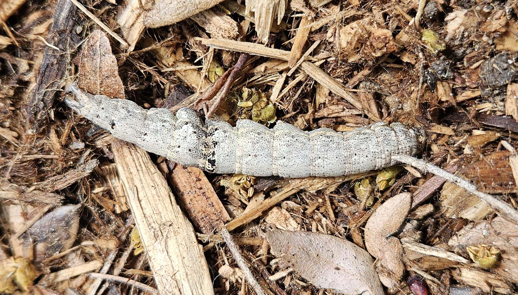 caterpillartop.jpg