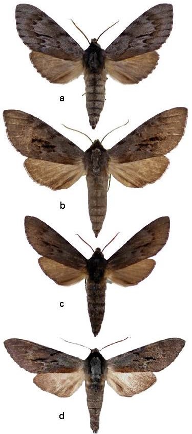 The genus Lapara Walker (Lepidoptera, Sphingidae) at the AESS in Louisiana cr.jpg