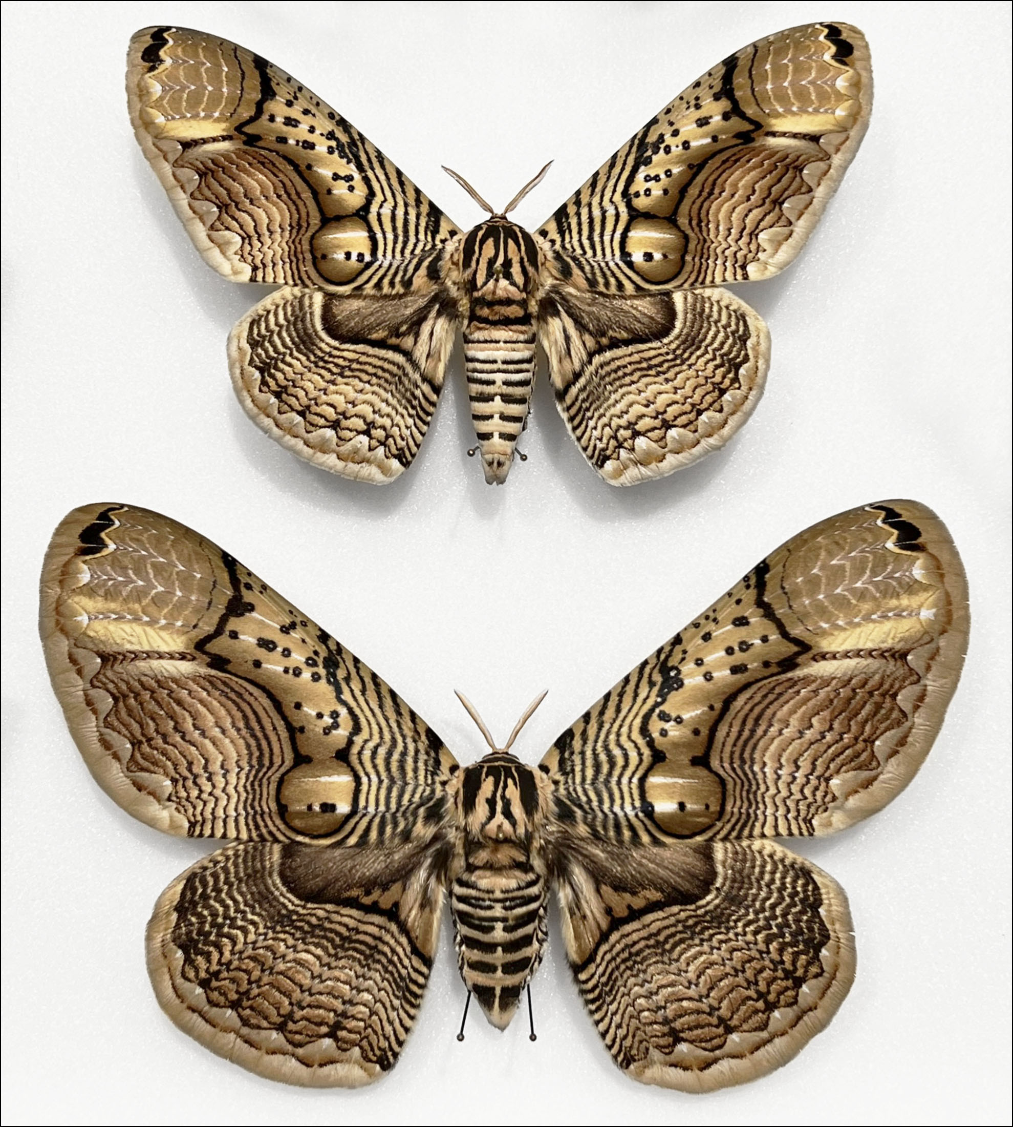 Brahmaea wallichii insulata IN.jpg