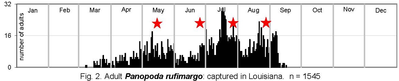 P. rufimargo.jpg