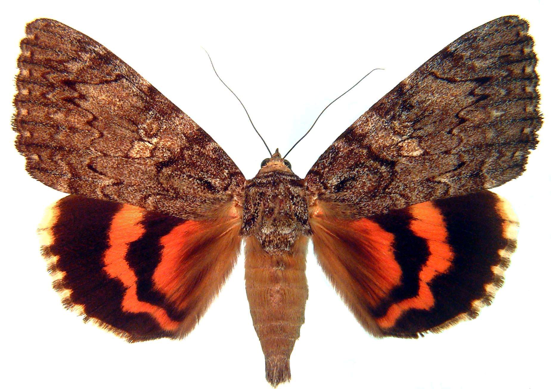 Catocala umbrosa Brou  Holotype male  Holotype vbvb.JPG