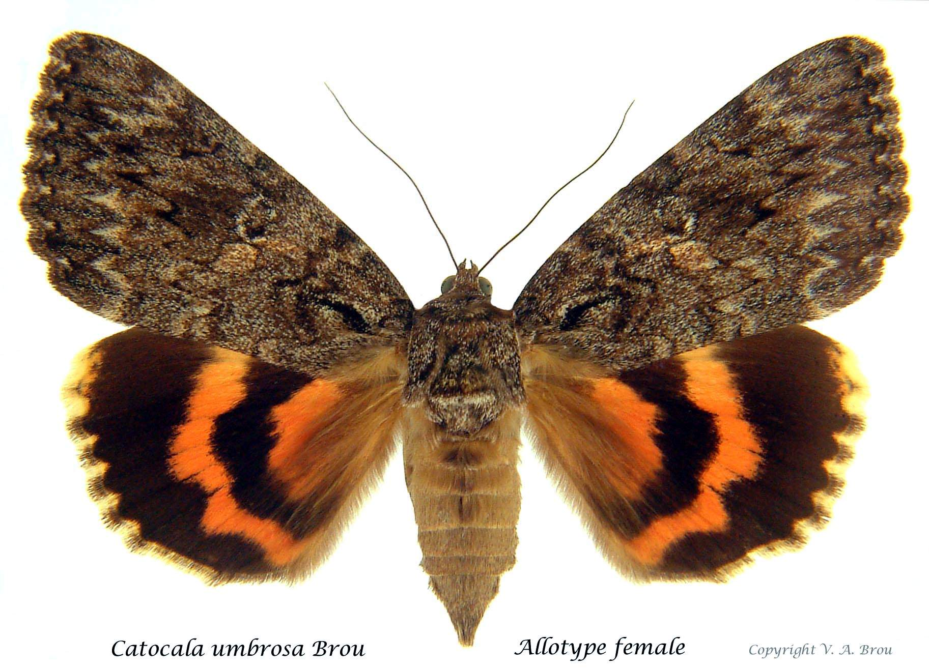 Catocala umbrosa Brou  Allotype female name&copyright.JPG