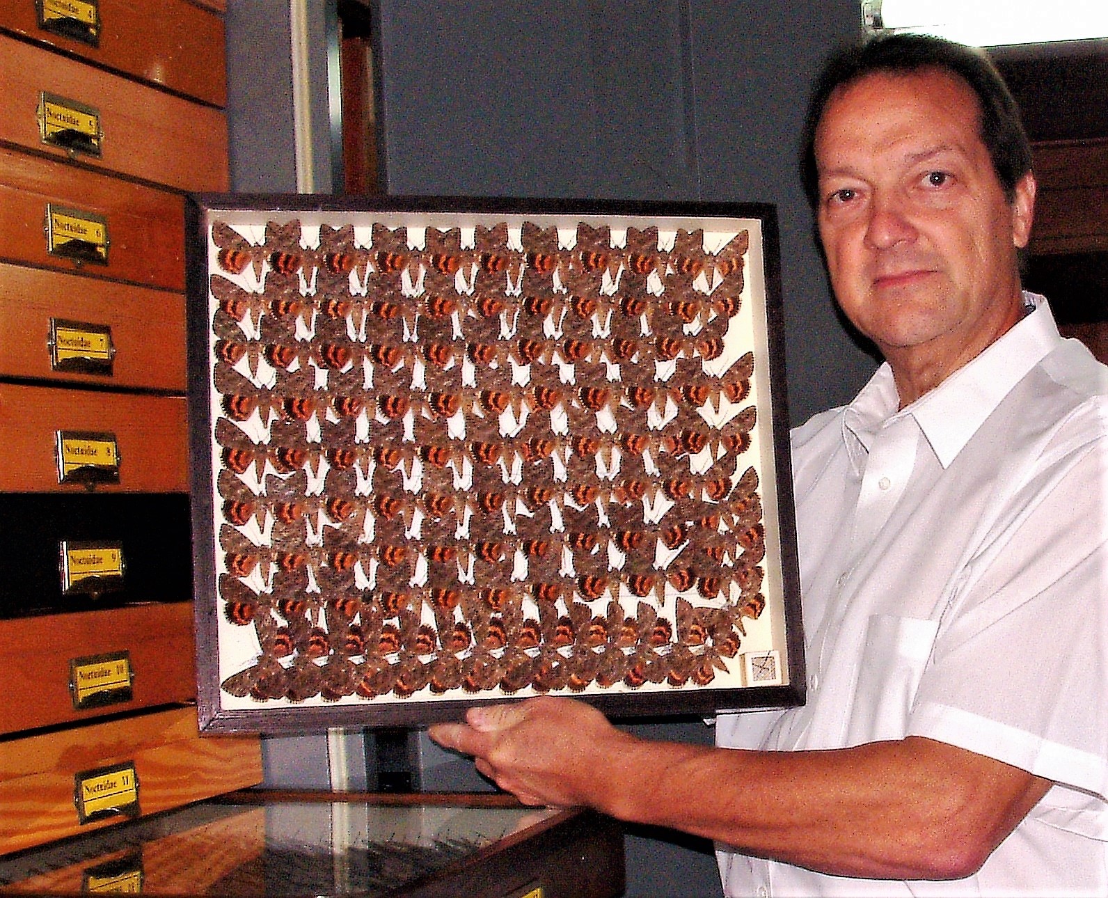 Drawer of Catocala umbrosa Brou and Vernon Antoine Brou Jr. (2).jpg