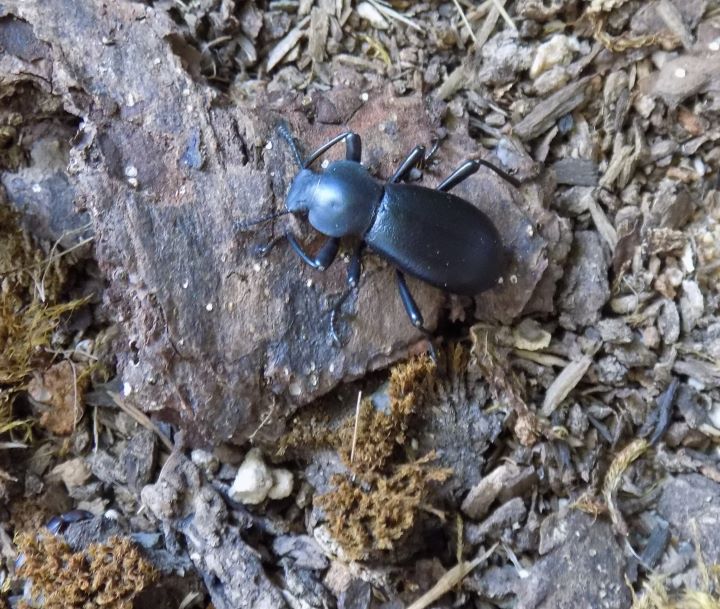 beetle 2024 A.JPG
