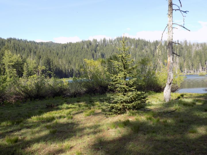 Lost Lake Biotope.JPG