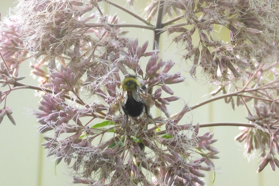 bee1.jpg
