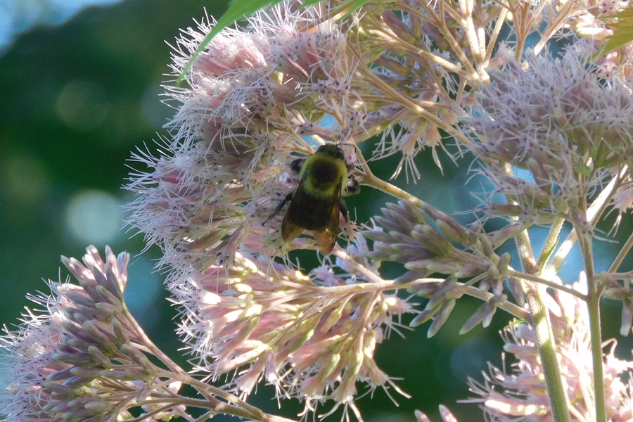 bee2.jpg