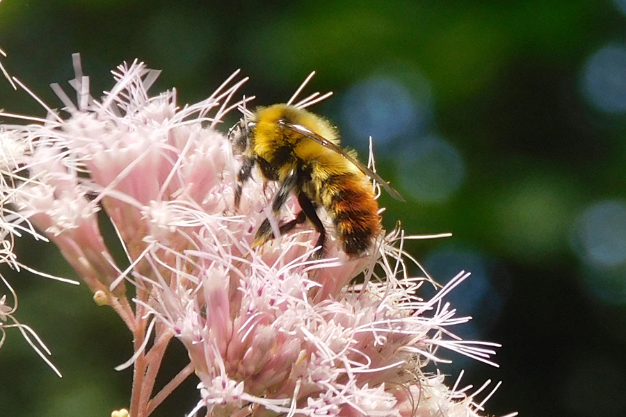 bee3.jpg