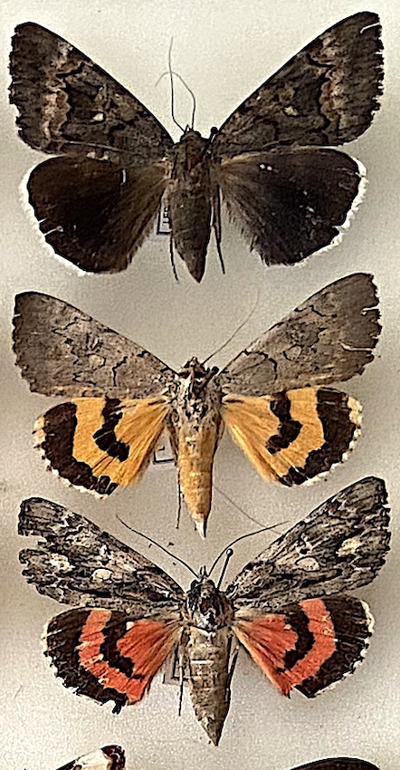 Underwings.jpg
