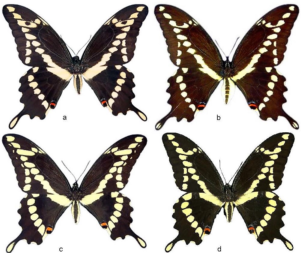 adult males