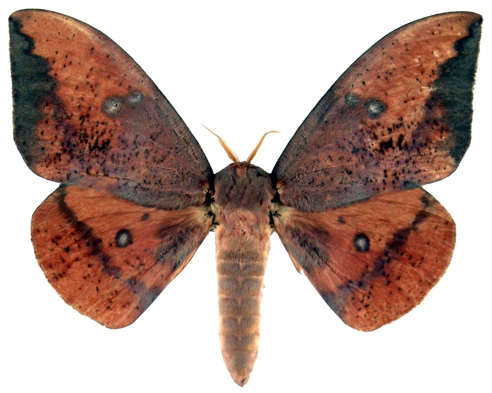 Eacles imperialis nobilis male.jpg