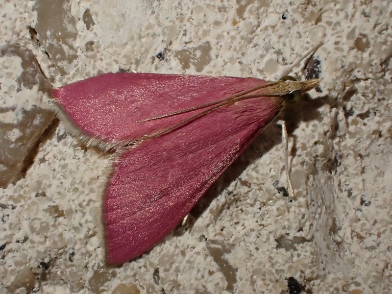 pyrausta-inortalis-france.jpg