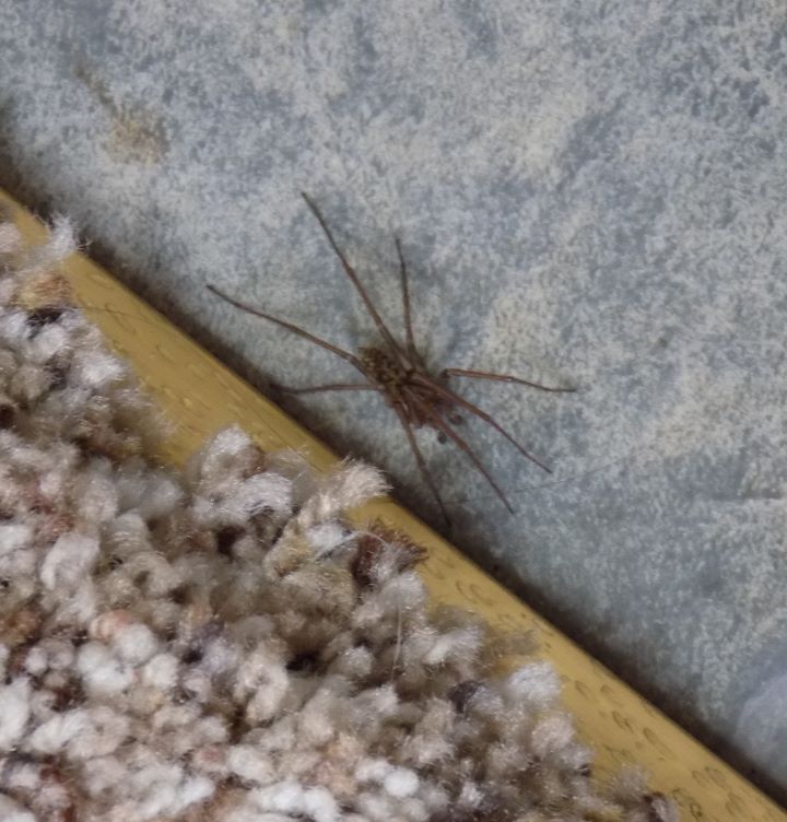 giant house spider.JPG