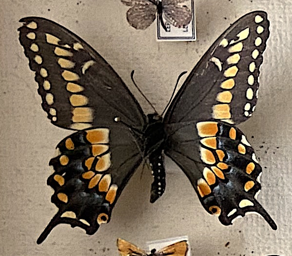 P polyxenes under.jpg