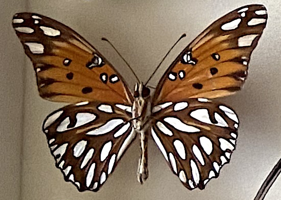 A vanillae under.jpg