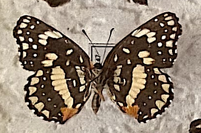 Chlosyne lacinia under.jpg