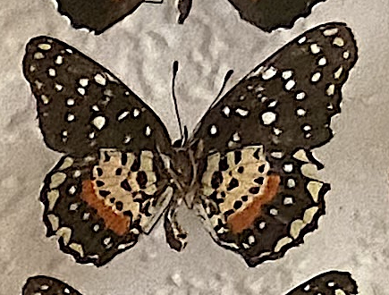 Chlosyne janais under.jpg