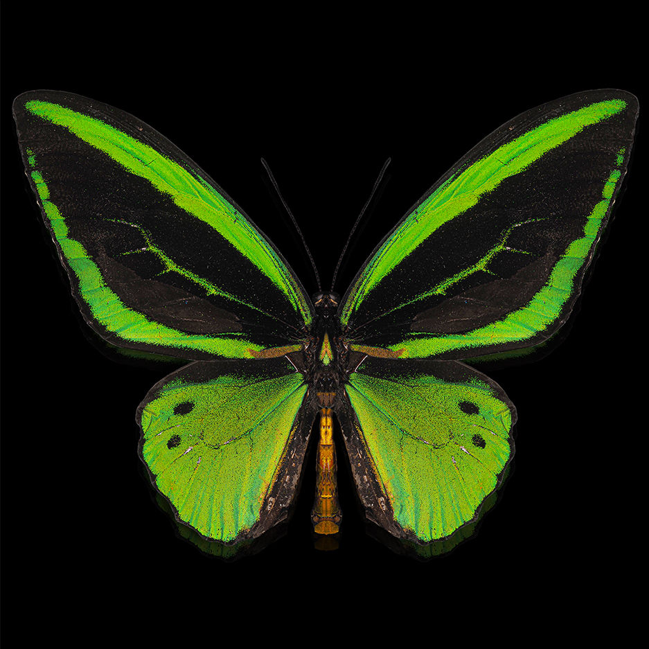 Ornithoptera priamus low res.jpg